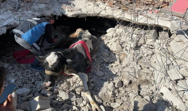 17 gündür Antakya’da enkaz altında olan inek canlı kurtarıldı