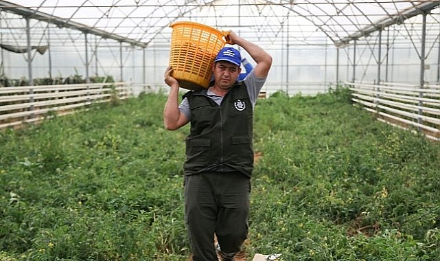 Aydın Büyükşehir Belediyesi Bu Yıl da Ata Tohumlarından Sebze Hasadına Başladı