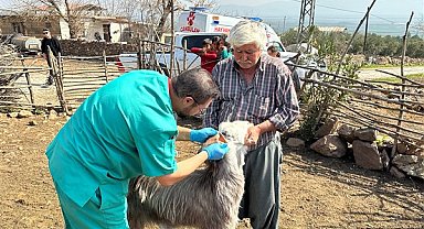 Büyükşehir, Hatay’daki üreticilerin hayvanlarına muayene hizmeti veriyor