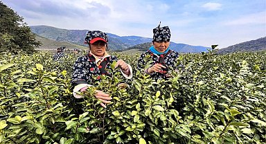 Çin'de çay hasadı zamanı