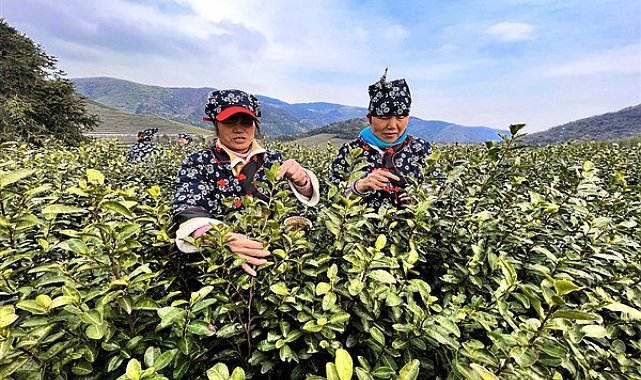 Çin'de çay hasadı zamanı