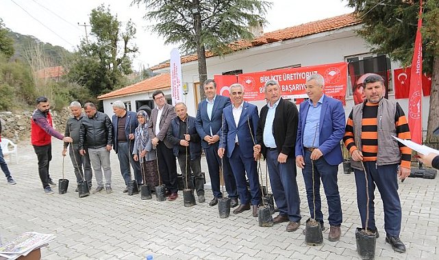 Dalaman'da Kaya İnciri ekimi