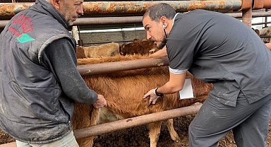 Deprem bölgesinde şap tehlikesi