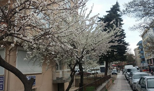 Doğa ana uyandı... Afyon'a bahar geldi