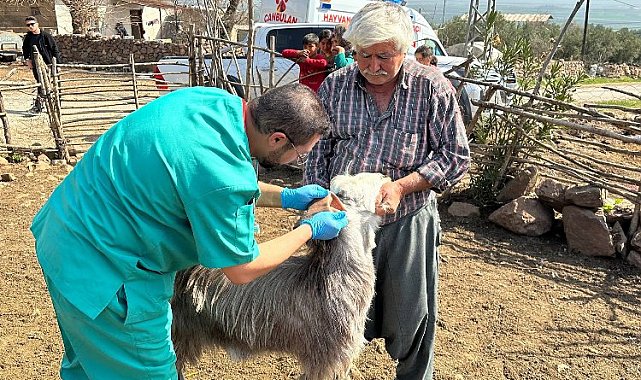 Hatay'daki üreticilerin hayvanlarına muayene