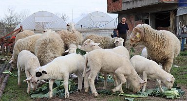 İzmit'te hibe hayvanlar yavrulamaya başladı