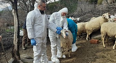 İzmit'teki küçükbaş hibelere 'şap' ertelemesi