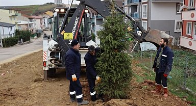 Kocaeli İzmit'te ağaçlandırma çalışması