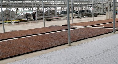 Kütahya Belediyesi kendi çiçeklerini üretiyor