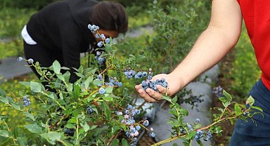 Ordu'dan mavi yemiş atağı