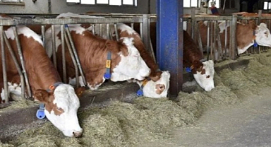ŞAP Alarmı, Afyonkarahisar İlimize Canlı Hayvan Giriş Çıkışı Yasaklandı