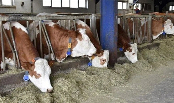 ŞAP Alarmı, Afyonkarahisar İlimize Canlı Hayvan Giriş Çıkışı Yasaklandı