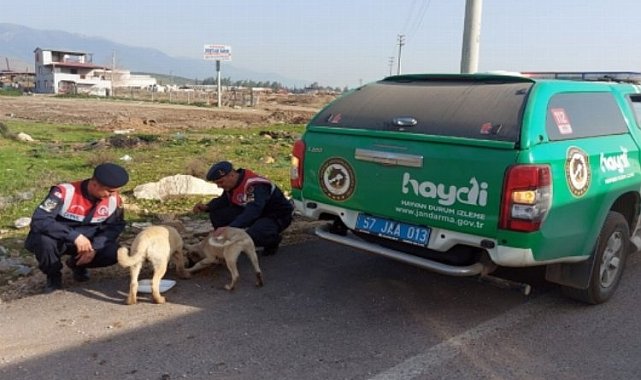 Sinop'ta afet bölgesindeki hayvanlara Jandarma'dan mama desteği