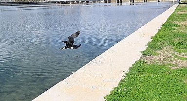 Tedavi edilen Karabatak Boğaçayı'na salındı