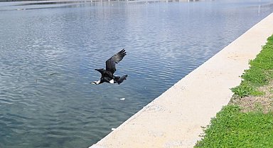 Tedavi edilen Karabatak Boğaçayı'na salındı