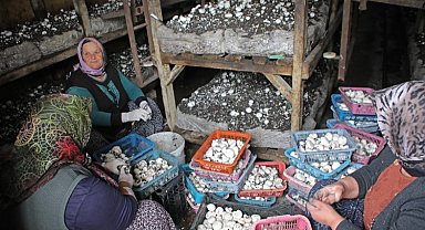 Üretim kaybı ve ilaç kullanımı önlenecek