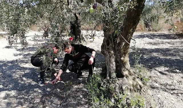 Bursa'da öğrenciler zeytini dalından sofraya getiriyor
