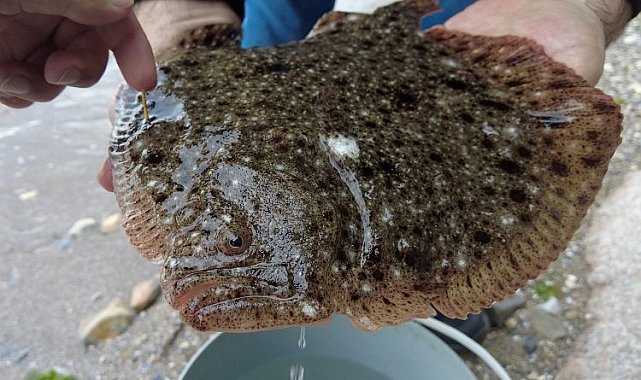 İki yıl önce 150 gram olarak salınmıştı... 1 kilo olarak ağlara takıldı!