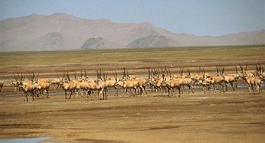 Binlerce hamile Tibet antilobunun ‘doğum göçü” başladı