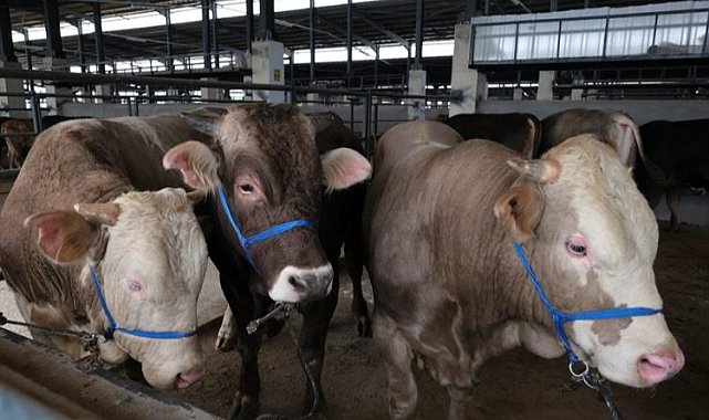 Bursa İnegöl'e ilk kurbanlıklar geldi
