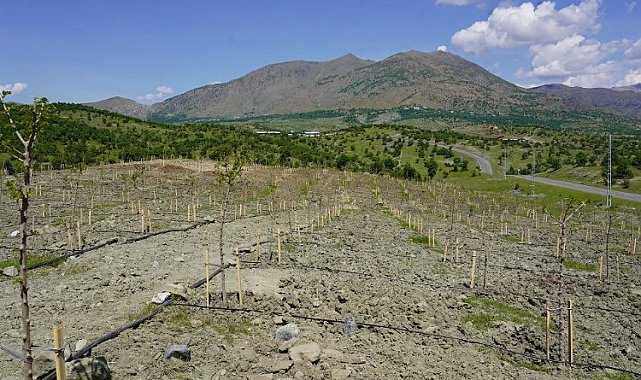 Diyarbakır Kulp'da 400 dut fidanı dikildi