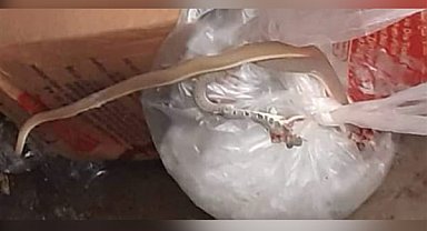 Hatay’da yılan paniği