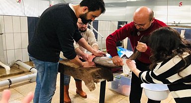 Mersin balığı, gelecek nesillere aktarılmaya çalışılıyor