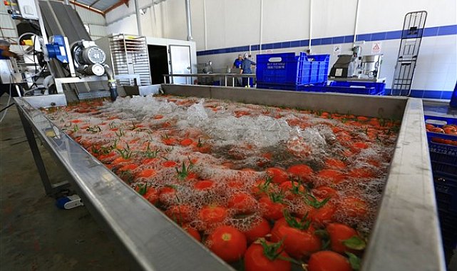 Muğla'nın Meyve Sebze Kurutma Tesisi’nde toplamda 14 bin 94 kilo kuru ürün elde edildi