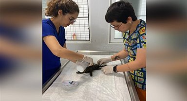 Bodrum'da yavru kedi için veteriner işleri seferber oldu