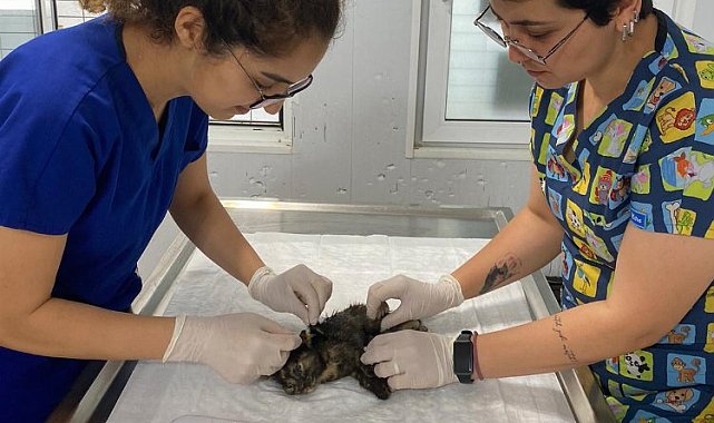 Bodrum'da yaralanan yavru kedi için seferber olundu