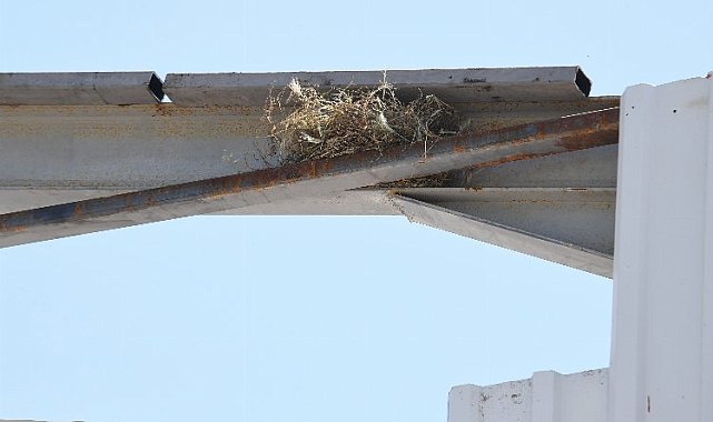 Bursa Osmangazi'de kaçak yapı yıkımın kuş yuvası durdurdu