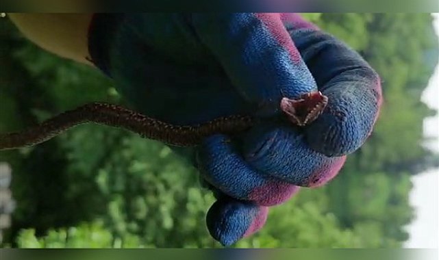 Çamlıhemşin’de zehirli ‘baran engereği’ görüldü