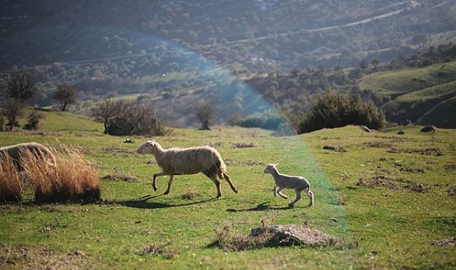 “Çoban start-up” projesinde destek verilecek genç çoban adayları belirlendi