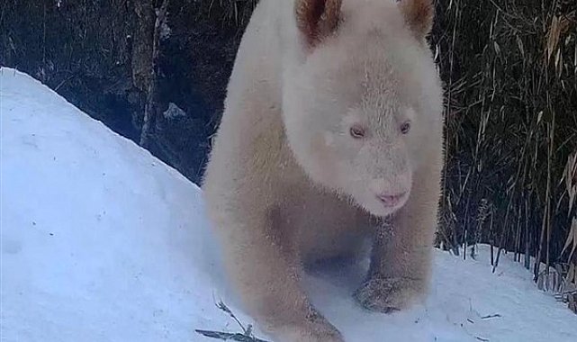 Dünyanın ilk albino pandası Çin’de görüldü