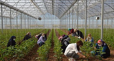 Gaziantep Büyükşehir, üreten kadın çiftçilere yönelik tarım eğitimlerini sürdürüyor
