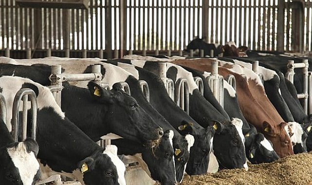 Harran Üniversitesi’nde ülke hayvancılığına katkı sunacak proje geliştirildi
