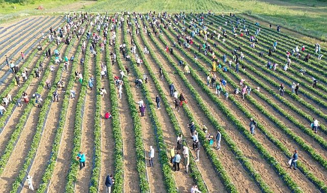 İzmit Çilek Köyü'nde muhteşem hasat