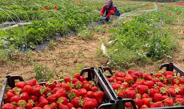 İzmit'te 'Çilek Hasadı'na hava muhalefeti engeli