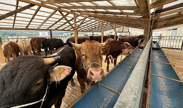İzmit'te kurbanlıklar pazara gelmeye başladı