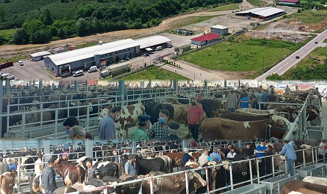 Karadeniz'in en büyük mezbahası Kurban'a hazır