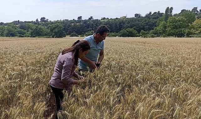 Keşan'da bozkurt zararlısı ile mücadele başladı