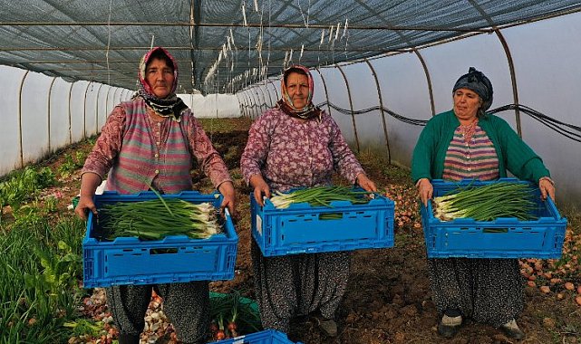 Kocaeli Büyükşehir'den kooperatiflere yüzde 75 hibeli tarım desteği