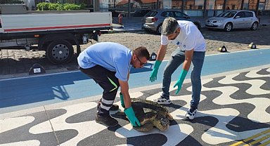 Körfez’de yaralı “Caretta Caretta” bulundu