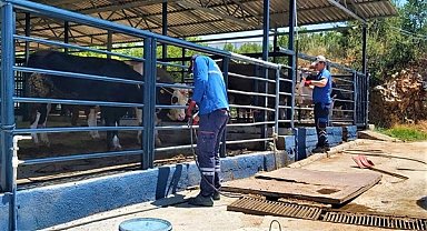 Muğla Büyükşehir tüm birimleri ile Kurban Bayramı’na hazır