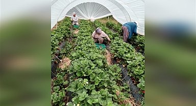 Muğla’nın çilekleri Migros raflarında