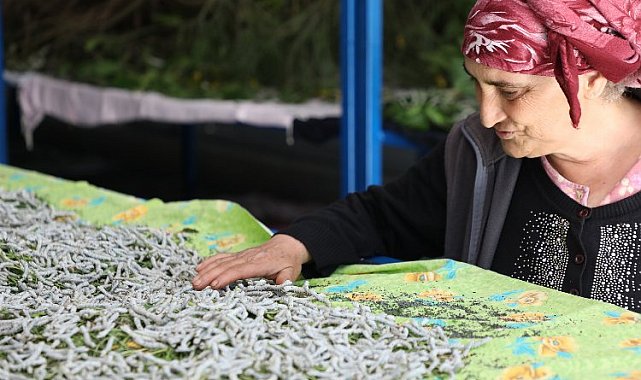 Muğla'da ipekböcekçiliği üretiminde yüzler gülüyor