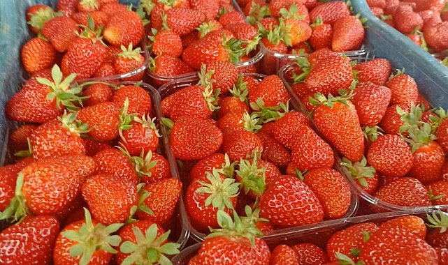 Muğla'nın çilekleri Migros raflarında