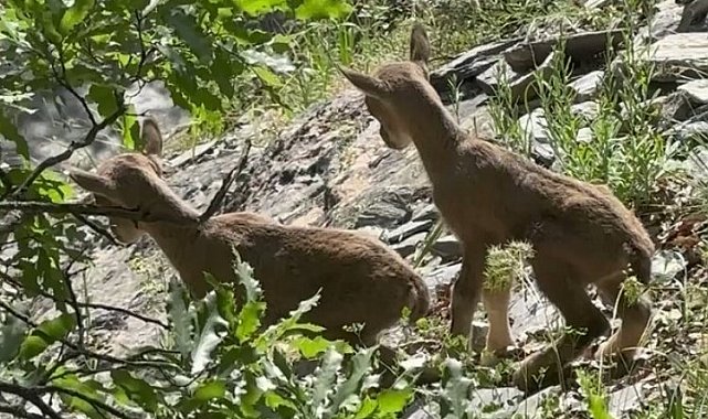 Öksüz kalan yavru yaban keçilerine 'süt anne' şefkati