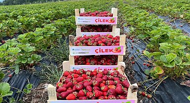 Başkan Yüce Çilek Üretim Merkezi’ni ziyaret etti