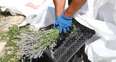 Bodrum’da lavanta hasadı başladı